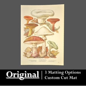 May include: Vintage botanical illustration of six different types of mushrooms. The mushrooms are depicted in a realistic style with detailed colors and textures. The illustration is printed on a cream-colored paper with a light brown border.