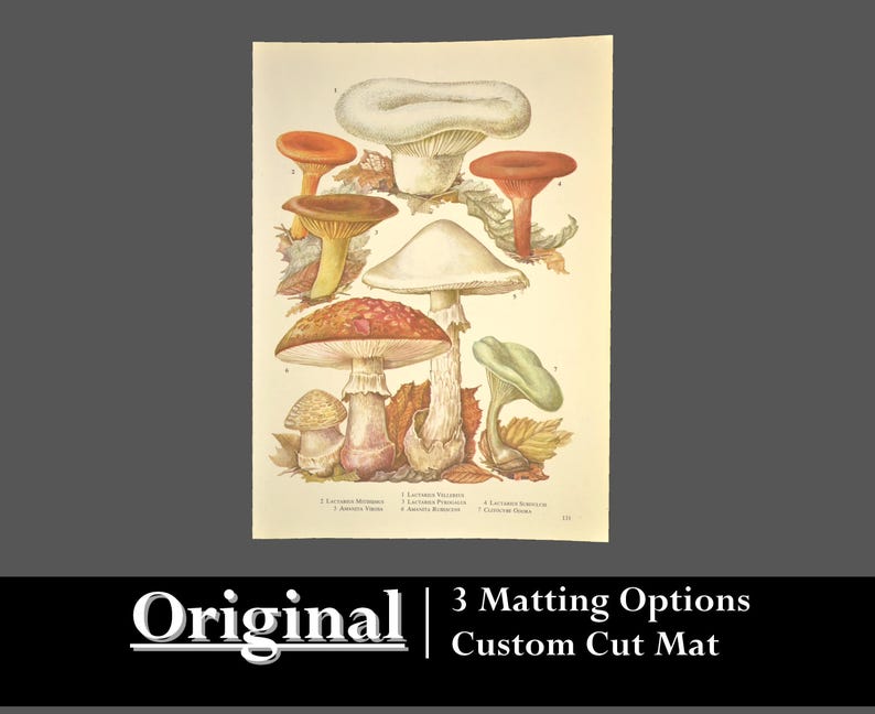 May include: Vintage botanical illustration of six different types of mushrooms. The mushrooms are depicted in a realistic style with detailed colors and textures. The illustration is printed on a cream-colored paper with a light brown border.