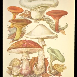 May include: A vintage botanical illustration of seven different types of mushrooms. The mushrooms are depicted in various colors, including red, white, brown, and green. The illustration is labeled with the scientific names of each mushroom.