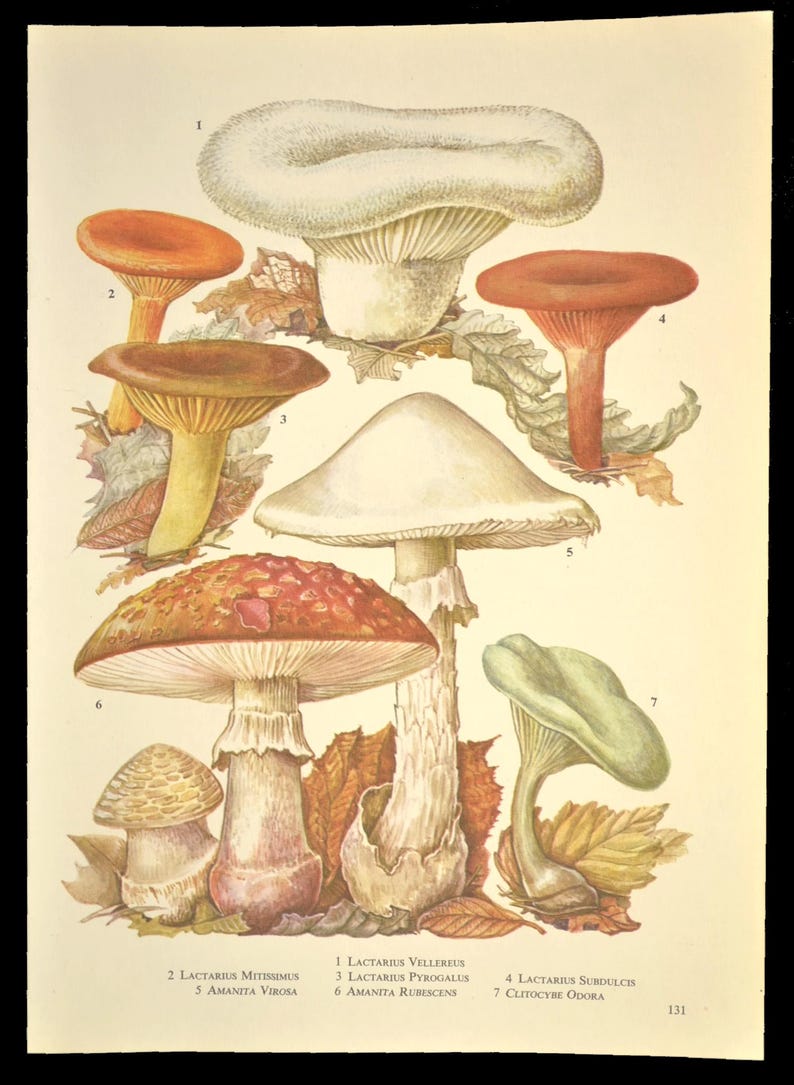 May include: A vintage botanical illustration of seven different types of mushrooms. The mushrooms are depicted in various colors, including red, white, brown, and green. The illustration is labeled with the scientific names of each mushroom.