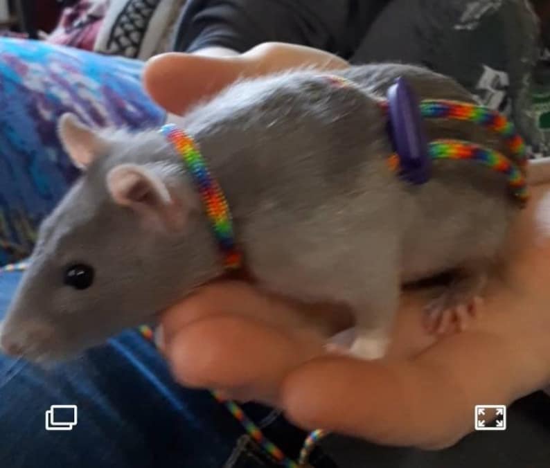 May include: A gray rat wearing a rainbow beaded collar and a purple harness. The rat is being held by a person's hand.