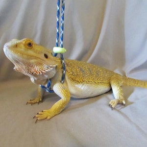 May include: A yellow bearded dragon wearing a blue and white patterned harness with a green clip attached to a blue and white rope leash.