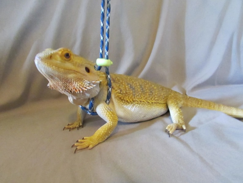 May include: A yellow bearded dragon wearing a blue and white patterned harness with a green clip attached to a blue and white rope leash.