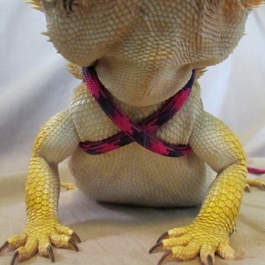 May include: A white bearded dragon wearing a pink and black reptile harness.