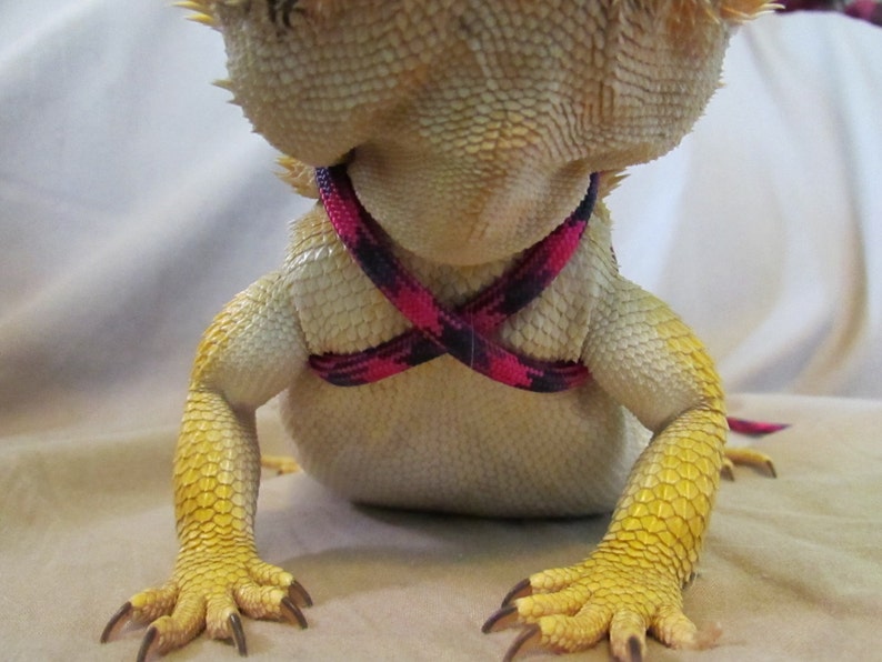 Reptile, Bearded dragon, Lizard leash, not constricting, one size fits most image 4