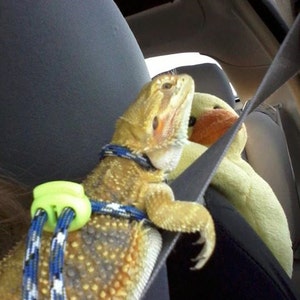 May include: A bearded dragon wearing a blue and white harness with a green clip, sitting in a car seat. The dragon is looking up and has a yellow and brown color pattern.