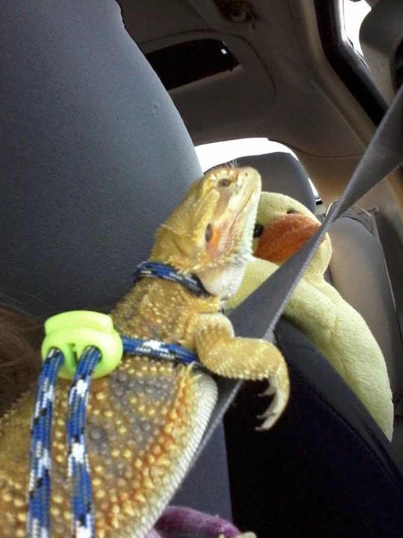 May include: A bearded dragon wearing a blue and white harness with a green clip, sitting in a car seat. The dragon is looking up and has a yellow and brown color pattern.