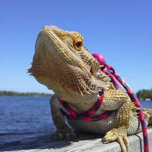 Reptile, Bearded dragon, Lizard leash, not constricting, one size fits most