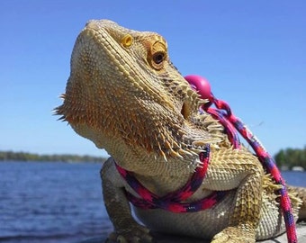 Reptile, Bearded dragon, Lizard leash, not constricting, one size fits most