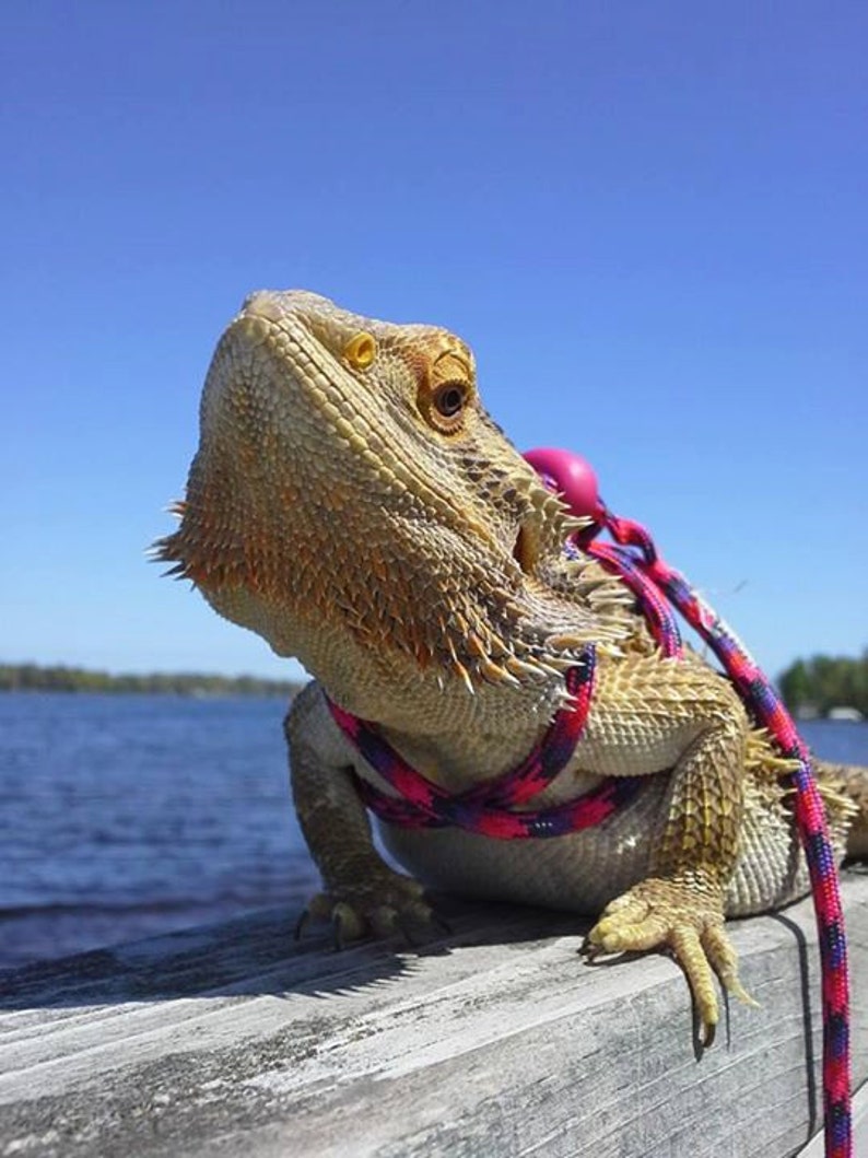 Reptile, Bearded dragon, Lizard leash, not constricting, one size fits most image 1