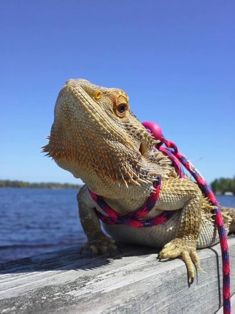May include: A bearded dragon wearing a pink and purple harness and leash, looking up at the sky. The dragon is sitting on a wooden surface with a body of water in the background.
