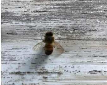 Bronze Star Amulet Bee Swarm