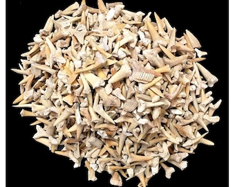 One Pound of Genuine Fossilized Moroccan Shark Teeth, Wholesale For Crafts, About 500-800 teeth For Gifting, Collecting Or Class Learning