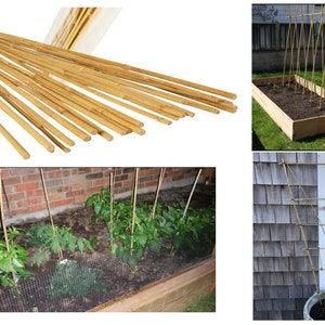Könnte beinhalten: Ein Bündel natürlicher Bambusstäbe, ideal zum Stützen von Pflanzen in einem Garten. Die Stäbe sind in drei verschiedenen Gartenanordnungen zu sehen, darunter ein Hochbeet, ein Spalier und eine Reihe von Tomatenpflanzen.