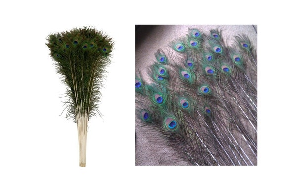 Trimming Shop 50 X 10-12 Peacock Eye Tail Feathers - Natural Decoration  for Arts and Crafts, Home Decoration, Costumes, and Wedding Centerpieces  Set