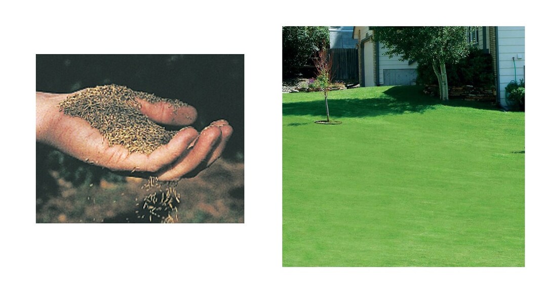Canada Green Grass Lawn Seeds, Seeds Grow Thick Lush Lawn, Quality Seeds That Withstand Weather