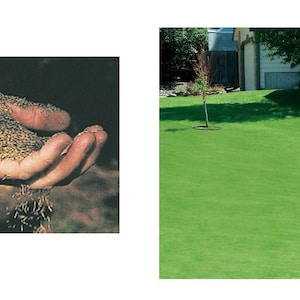 Canada Green Grass Lawn Seeds, Seeds Grow Thick Lush Lawn, Quality Seeds that withstand Weather and Bugs, Grow Your Own Green Grass Lawn