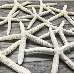Wedding Beach Theme 10 Count White Linkia Starfish Or Craft 6&quot;-8&quot;,Real Starfish Seashells For Crafts Or Decoration, Hang Starfish On Walls