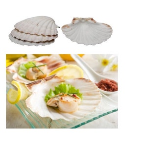 Natürliche Backen Muscheln 4 zählen, 4 Zoll Backen Muscheln, zum Kochen und servieren von Speisen, elegante Muscheln für servieren Meeresfrüchte oder Vorspeisen