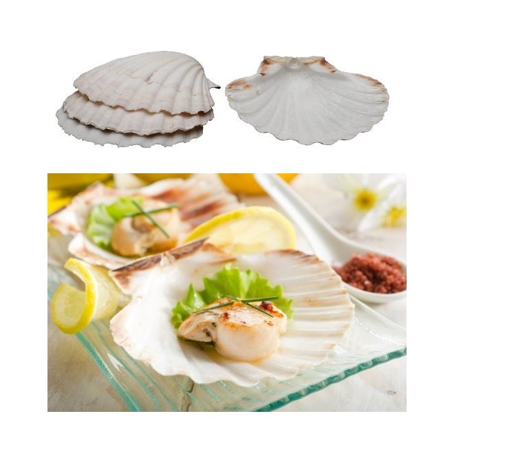 Cuisson naturelle obus de compter 4, 4 pouces de cuisson des coquillages pour la cuisine et aliments, coquilles de mer élégant de service pour le service de fruits de mer ou apéritifs Cuisson naturelle obus de compter la 4, 4 pouces de cuisson des coquillages pour la compter cuisine et aliments, coquilles de mer élégant de service pour le service de fruits de mer ou apéritifs b0ab23