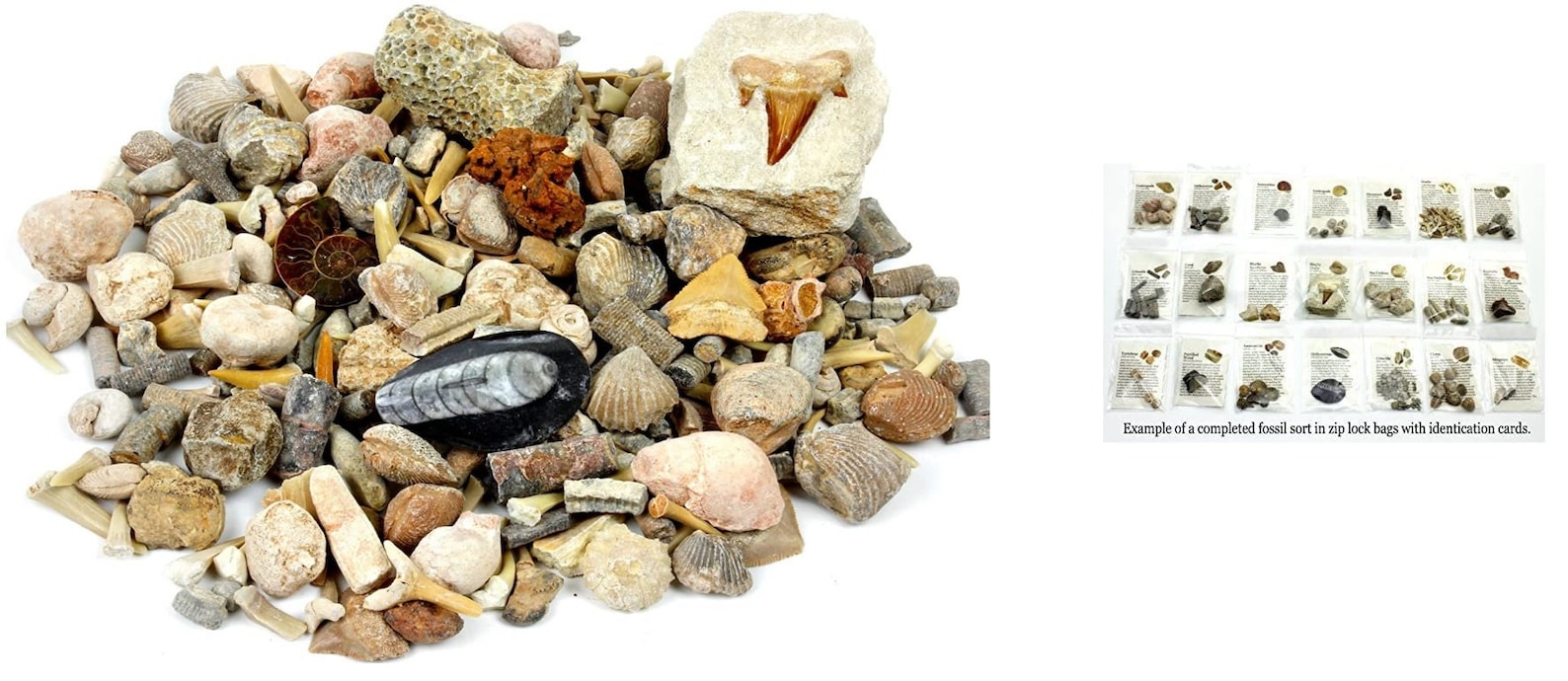 Fossil Collection Sorting Kit, 90100 Assorted Fossils for Gift