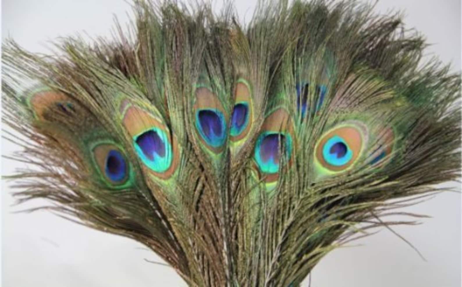 peacock feathers for cats