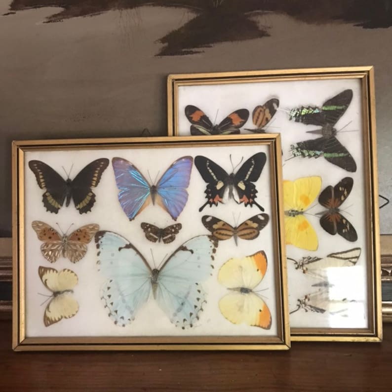 Pair Vintage Butterfly Specimen Moth Specimen Box Collection Taxidermy Nature