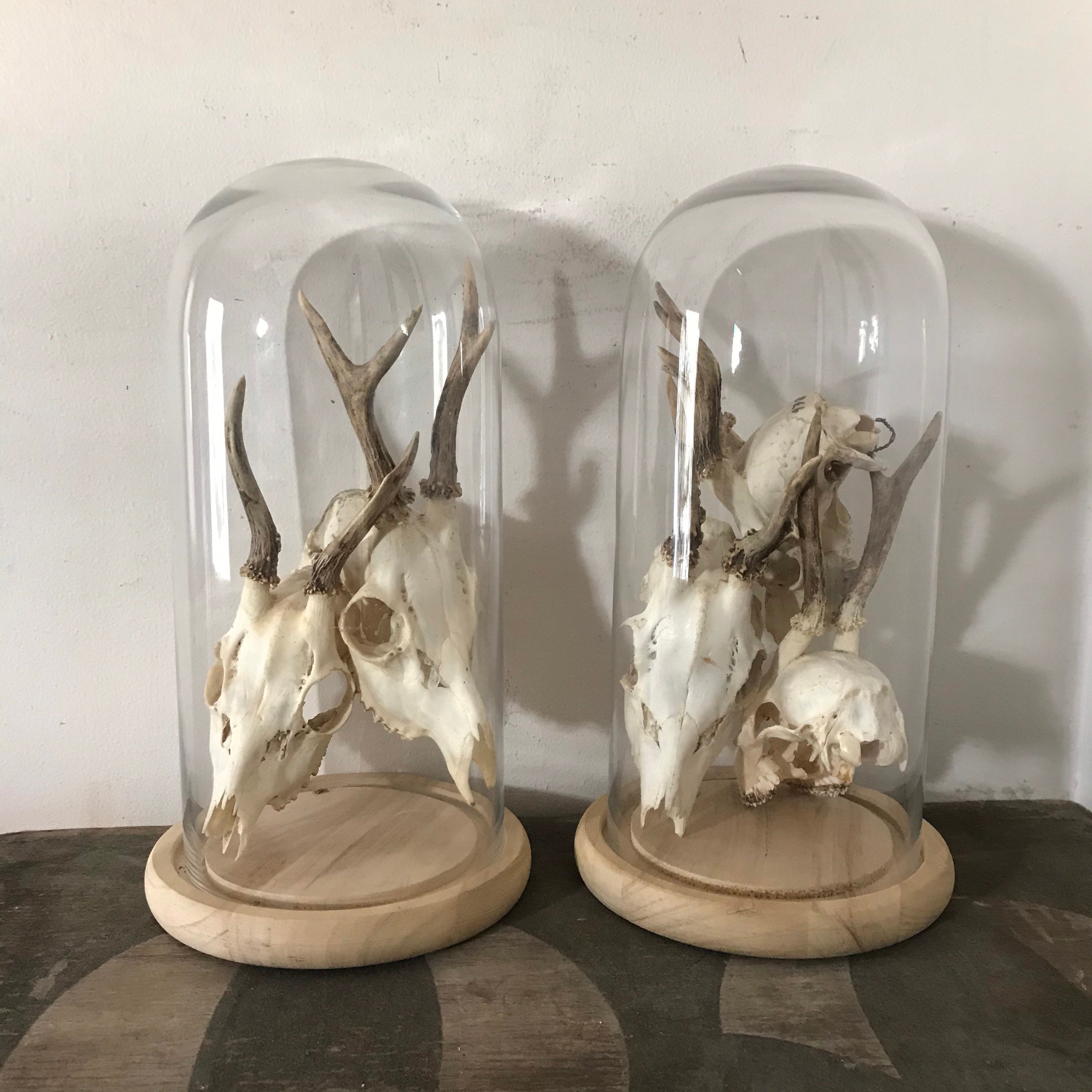 Vintage Deer Skull Deer Horns Antler Horns Taxidermy Bones Teeth Maine