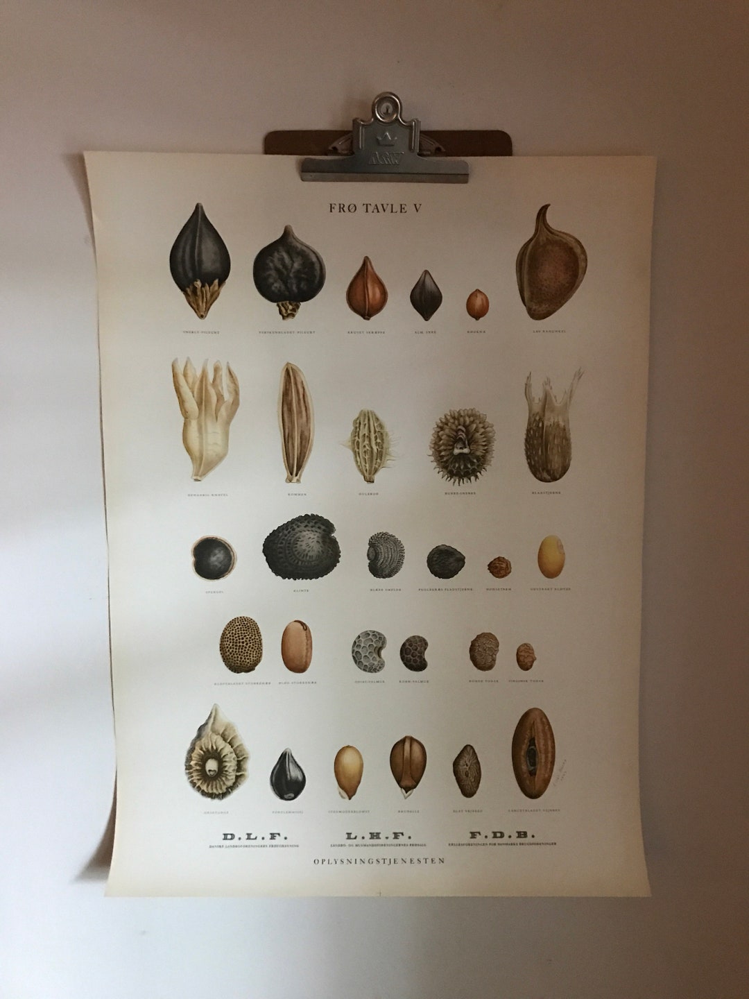 Antique Danish Seed Chart Poster Mid Century Botanical Chromograph