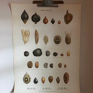 Antique Botanical Chart Danish Seed Chart Mid Century Denmark Seeds Beans Grasses Horticulture Garden