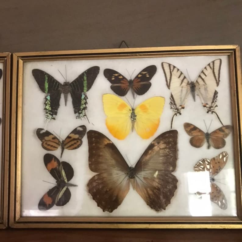 Pair Vintage Butterfly Specimen Moth Specimen Box Collection Taxidermy Nature