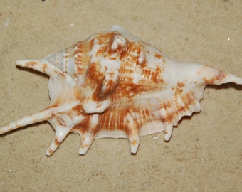 Crafts Lambis Lambis Spider Conch 4-5 Seashells Nautical Spiny Seashell FREE SHIPPING! Beach Wedding Decor Spiked Conch