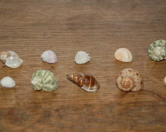 Set Of 10 Assorted Small Hermit Crab Seashells 1/2" To 1"--Set 45