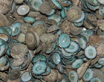 100 Quality Green Limpet shells---Crafting Seashells