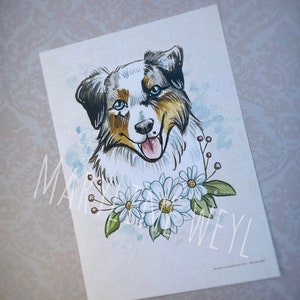 Postcard dog - Australian Shepherd