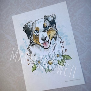 Carte postale chien - Berger Australien