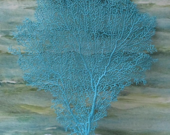Coastal Large Sea Fan 12"-16": Beach Home Accent Decor