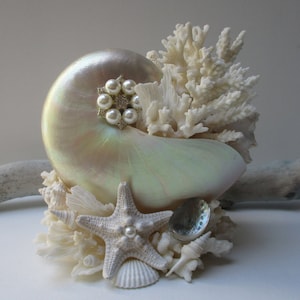 May include: A white iridescent seashell with a pearl and rhinestone embellishment, surrounded by white coral and starfish.