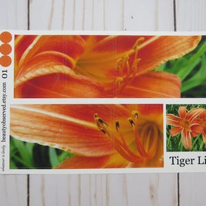 tiger lily planner stickers tiger lily photo stickers full box planner stickers orange flower stickers vinyl matte stickers image 1