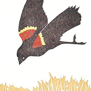 Rotflügel-Amsel