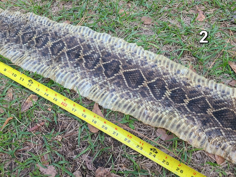 Genuine Rattle Snake Skin, Tanned Snake Skins, Real Snake, Pliable Skin ...