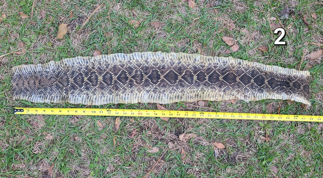 Genuine Rattle Snake Skin, Tanned Snake Skins, Real Snake, Pliable Skin ...