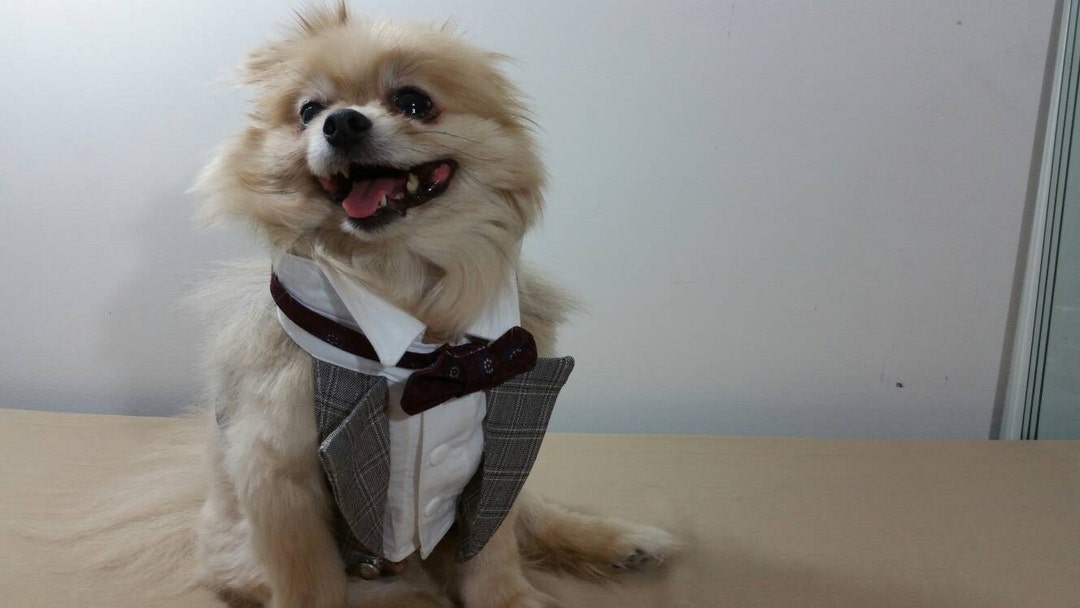 Male Dog Tuxedo Vest, Dog Harness, Tuxedo Bib, Wedding Tuxedo, Costume