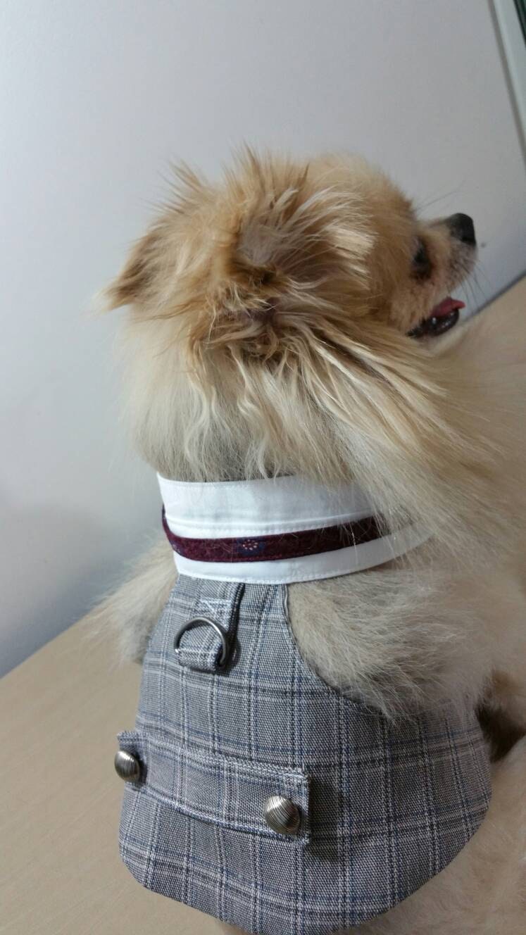 Male Dog Tuxedo Vest Dog Harness Tuxedo bib Wedding Tuxedo Etsy