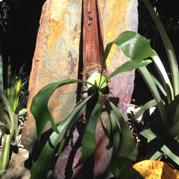 Creatively mounted staghorn ferns - Mounted on a palm frond