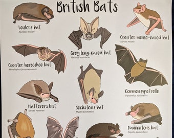 Britische Fledermäuse Poster A3