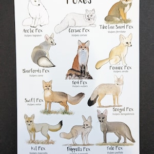Impression de taille carte postale renards