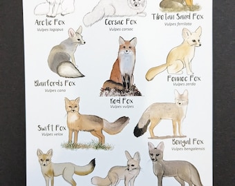 Foxes Postcard sized print