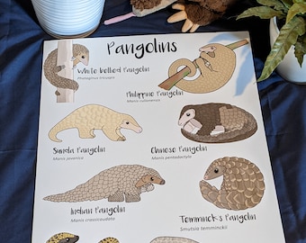 Póster de pangolines A3