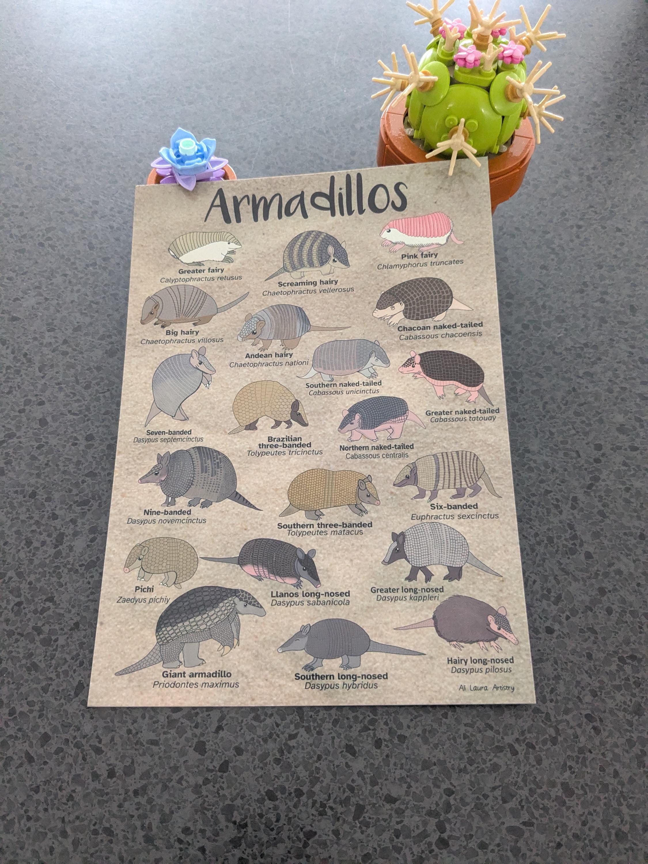 Armadillos A5 Sized Print - Etsy